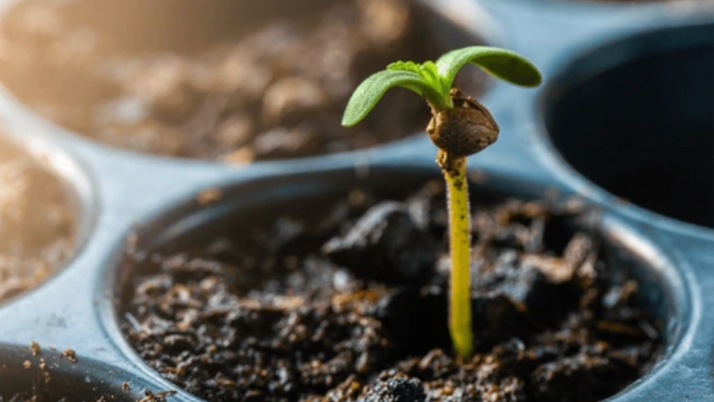 How To Germinate Cannabis Seeds: Guide for Beginners