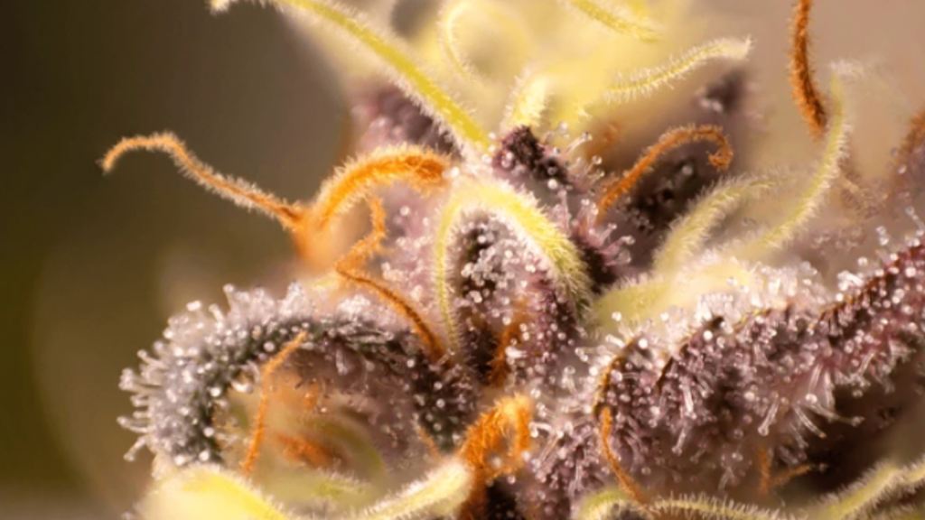 What Are Terpenes? Ultimate Guide to Their Benefits and Effects